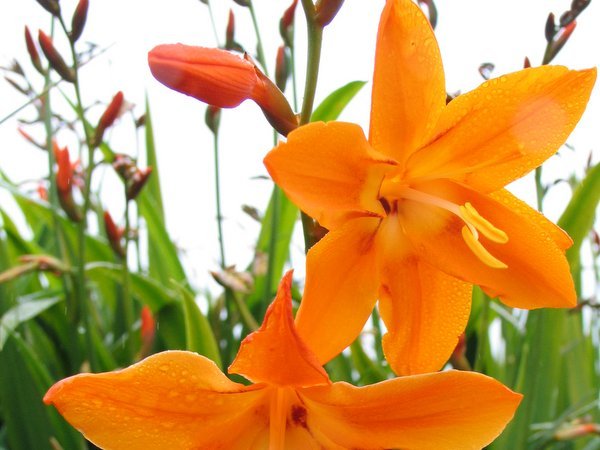 Crocosmia 'Star of the East'