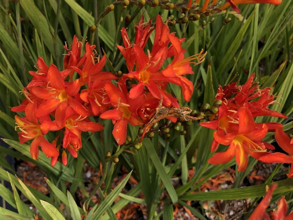 Crocosmia 'Spitfire' – Far Reaches Farm