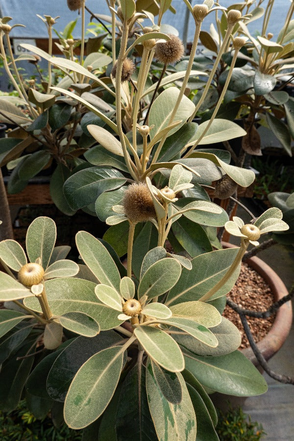 The fuzzy grey-green foliage of Olearia insignis