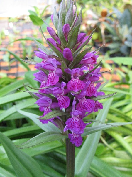 Closeup of the purple orchid flowers of Dactylorhiza elata