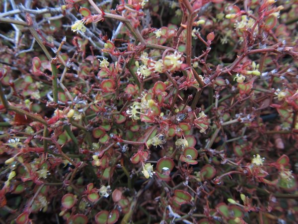 Smilax nana - syn. Damacanthus indicus