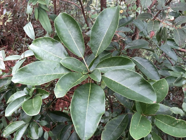 Daphniphyllum paxianum YuGu 073
