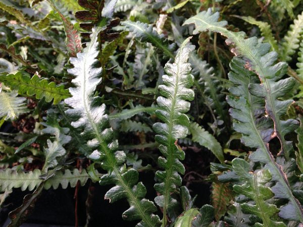 Long fronds of Deparia lobato-crenata