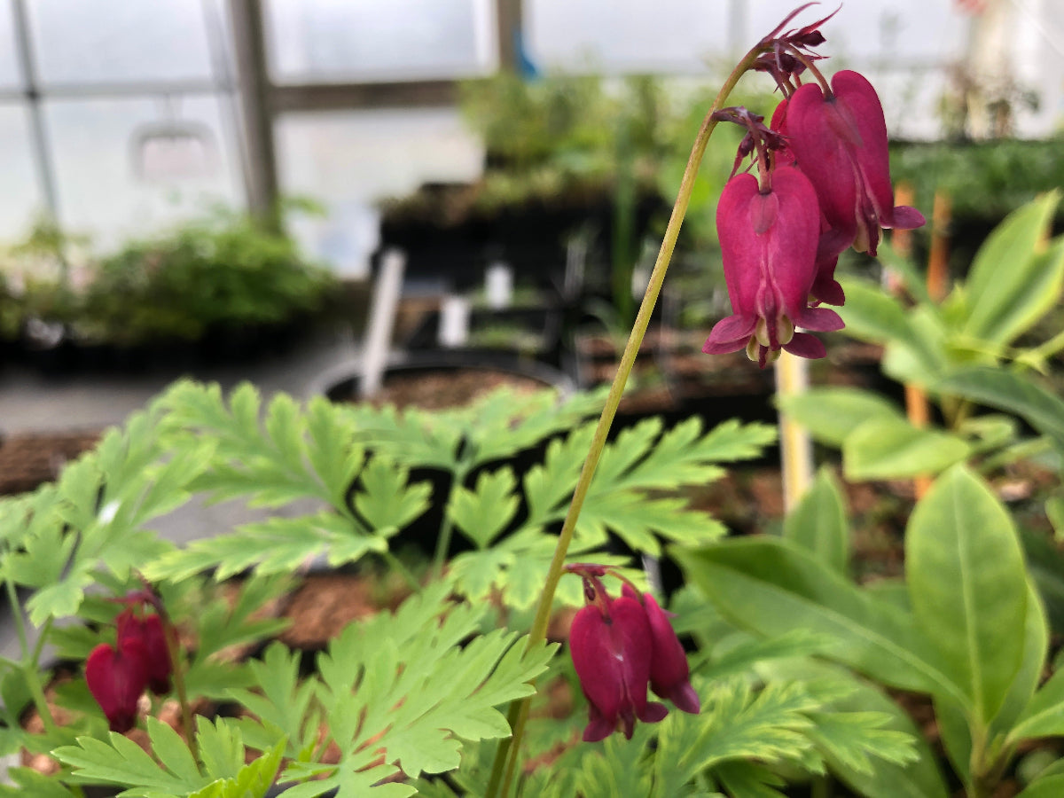 Dicentra eximia 'Cox's Red'
