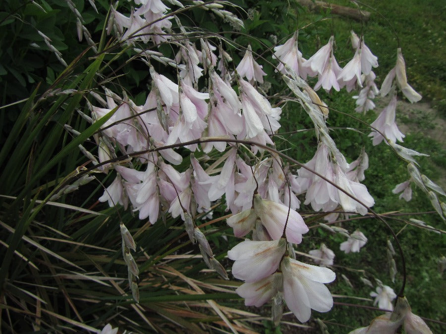 Dierama 'Guinevere'