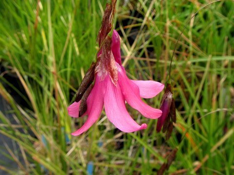 Dierama pauciflorum
