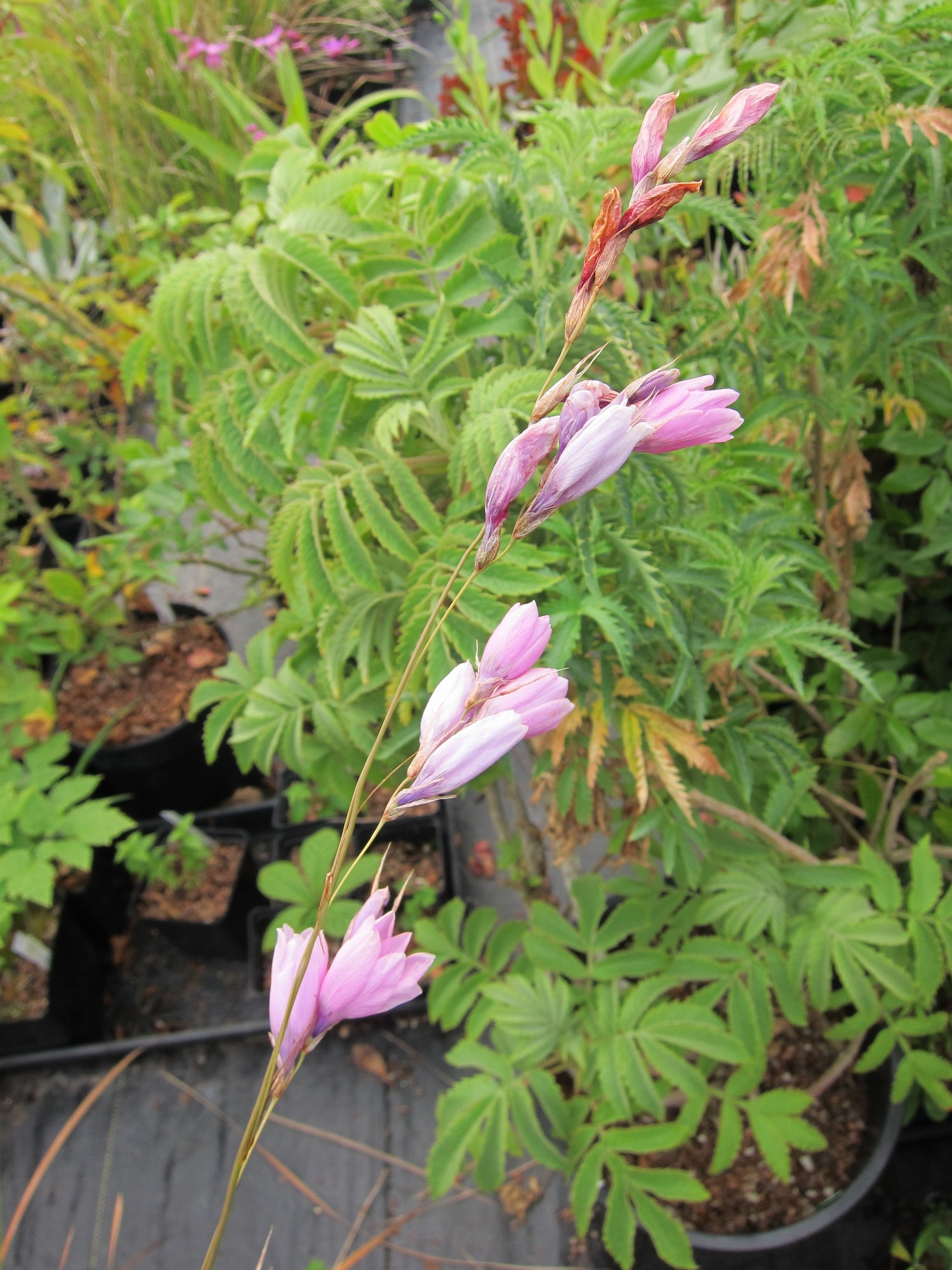 Dierama pendulum
