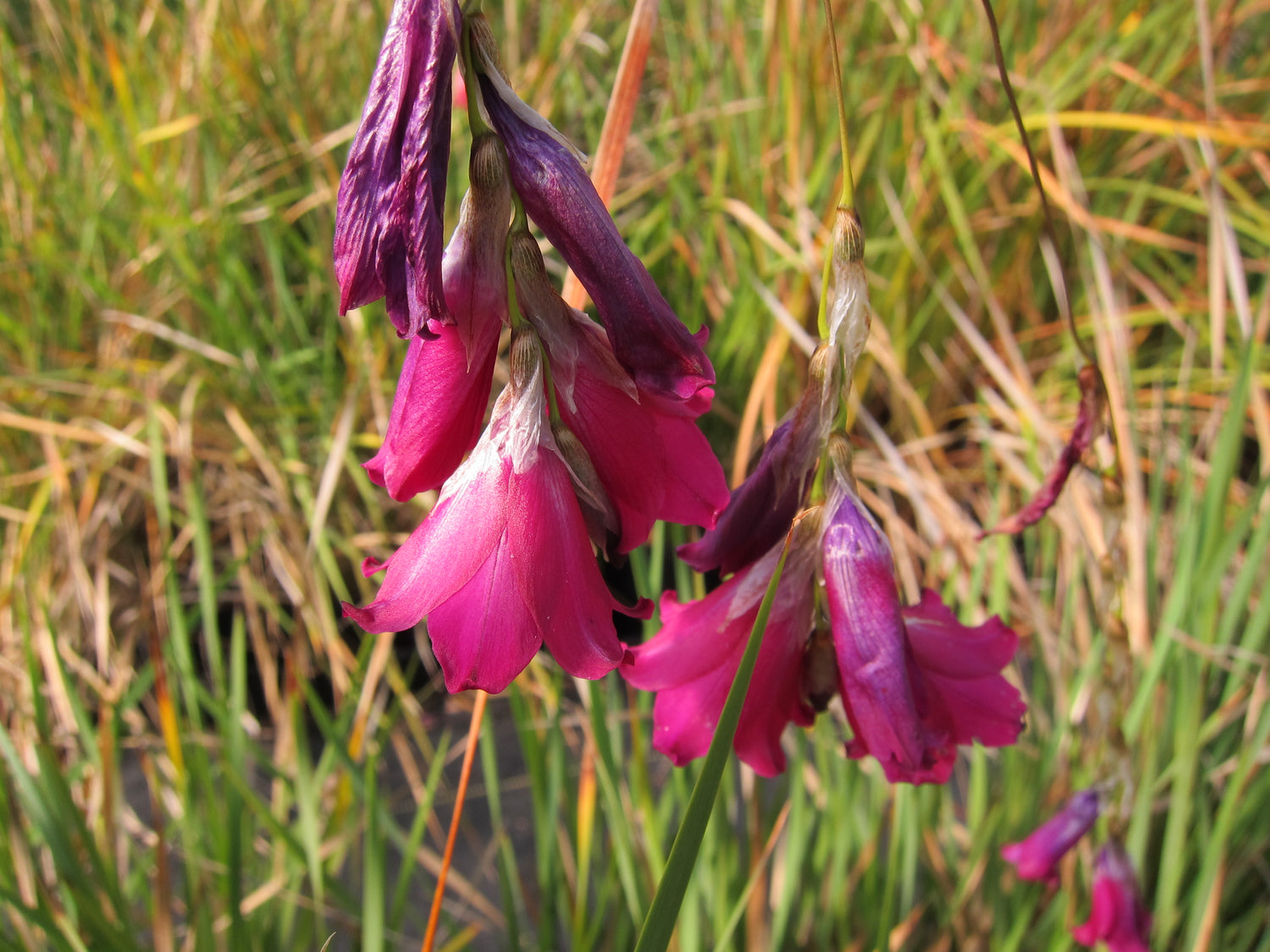 Dierama pulcherrimum - Dark Strain