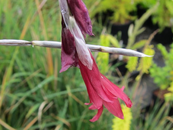 Dierama reynoldsii