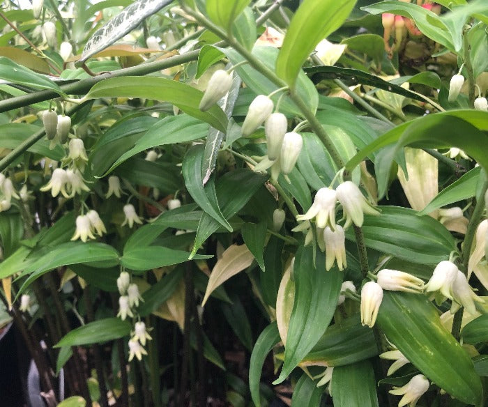 Branches and white flowers of Disporopsis pernyi - China Clone