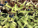 The leaves and dark berries of Disporum cf. cantoniense