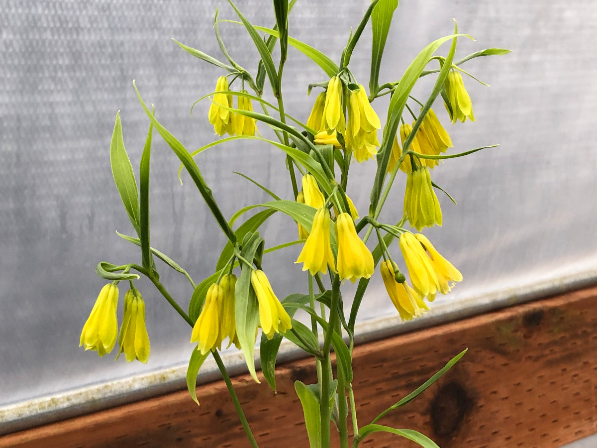 Disporum shimadae PBR 300