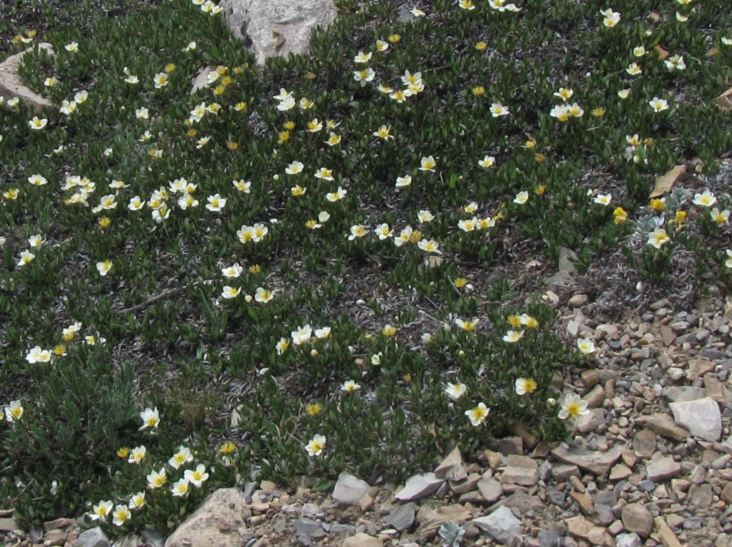 Dryas octopetala