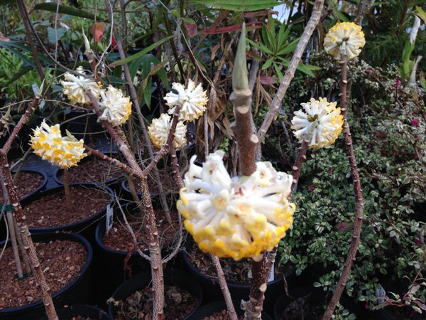 Edgeworthia chrysantha 'Nioi'