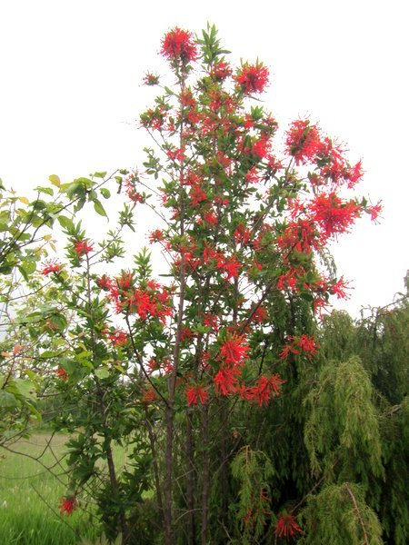 Embothrium coccineum