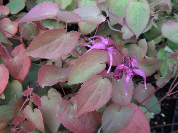 Epimedium grandiflorum 'Orion' foliage