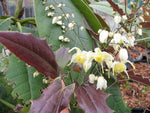 Epimedium wushanense - Spiny Leaf Form