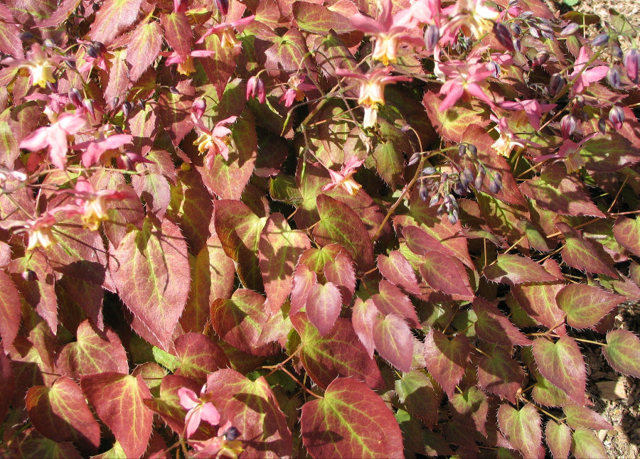 Epimedium versicolor ssp. versicolor