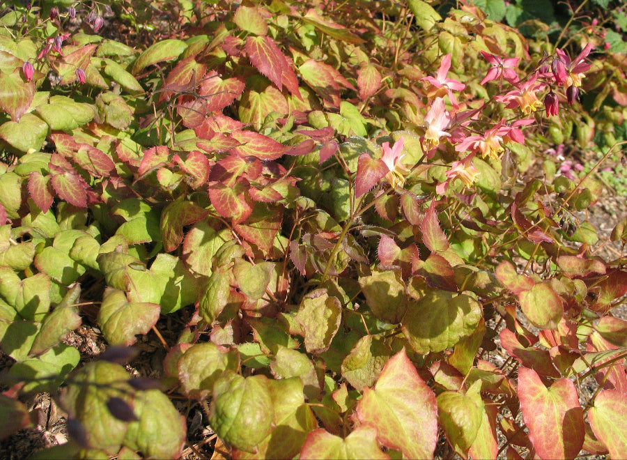 Epimedium versicolor ssp. versicolor