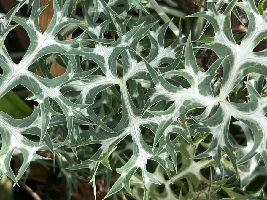 Eryngium bourgatii