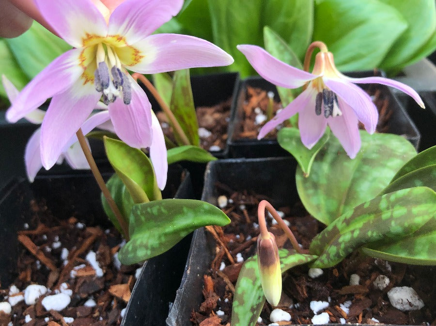 erythronium dens-canis Lilac Wonder toad lily