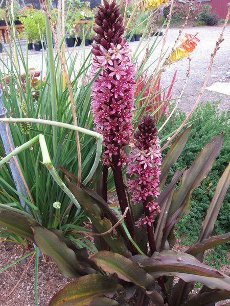 Eucomis comosa 'Sparkling Burgundy'