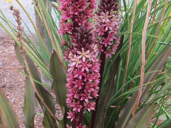 Eucomis comosa 'Sparkling Burgundy'