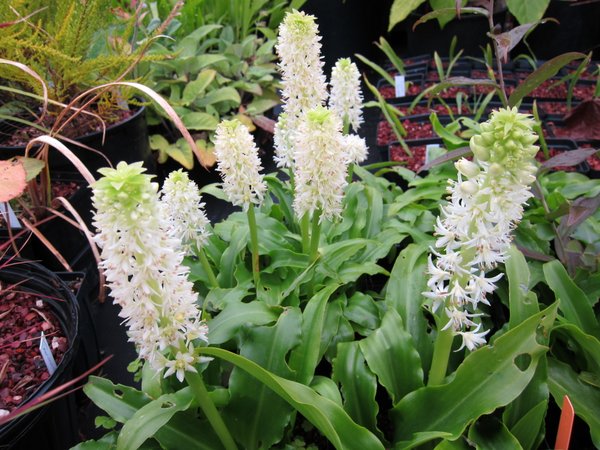 Eucomis zambesiaca