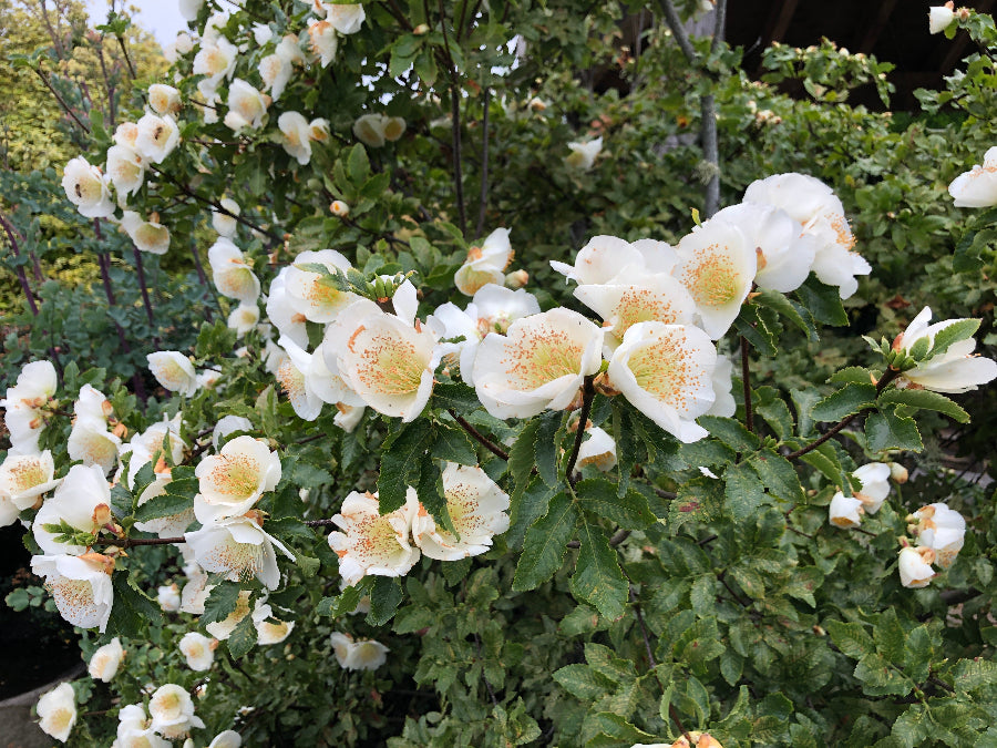 Eucryphia glutinosa