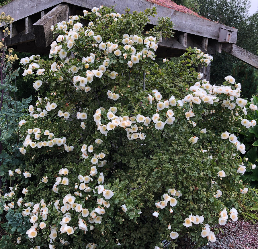 Eucryphia glutinosa