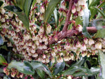 Eurya japonica 'Moutiers'