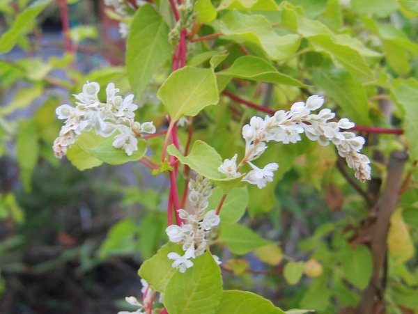 Fallopia baldschuanica  'Lemon Lace'