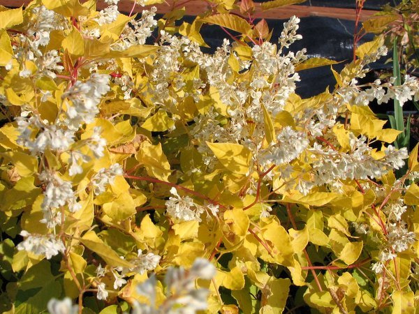 Fallopia baldschuanica  'Lemon Lace'