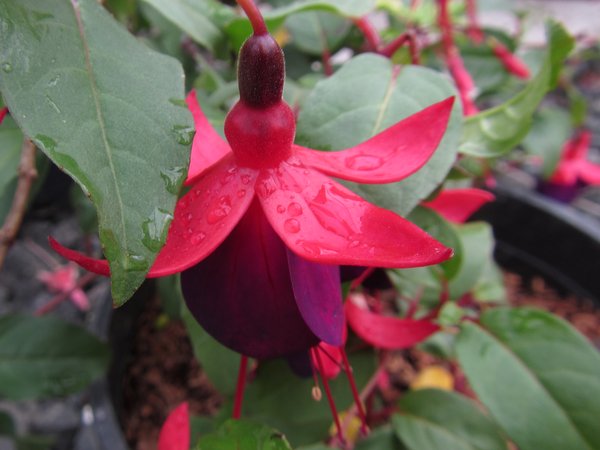 Fuchsia 'Black Prince'