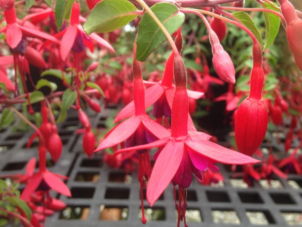 Fuchsia 'Papoose'