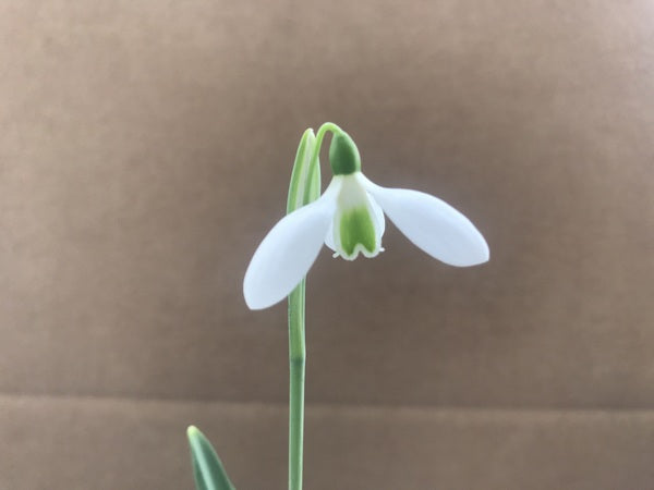 Galanthus plicatus 'Warham'