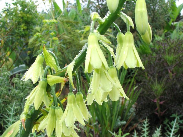 Ornithogalum regale   syn. Galtonia regalis