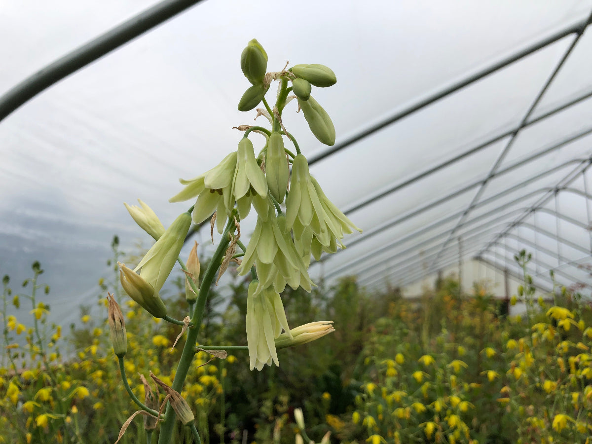 Galtonia viridiflora
