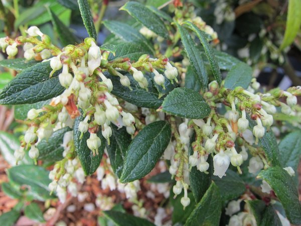 Closeup of leaves and small white bell flowers of Gaultheria insana