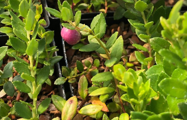 Small thick leaves and one red berry of Gaultheria poeppigii