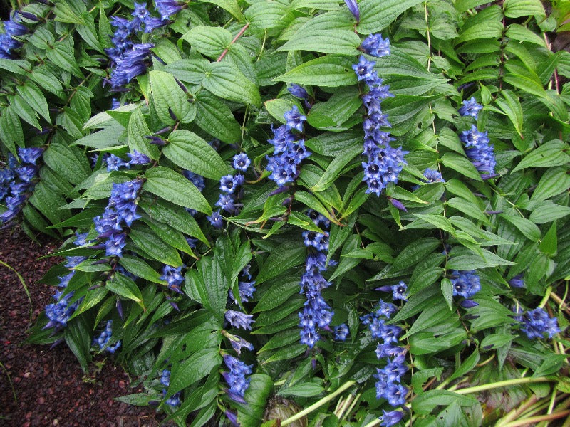 Gentiana asclepiadea