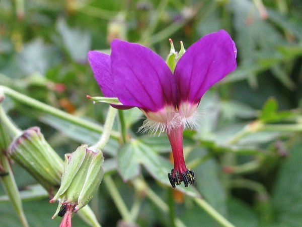 Geranium delavayi