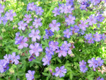 A sea of blue-purple flowers of Geranium libani in the garden