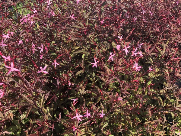 Gillenia (syn. Porteranthus) trifoliata 'Pink Profusion'