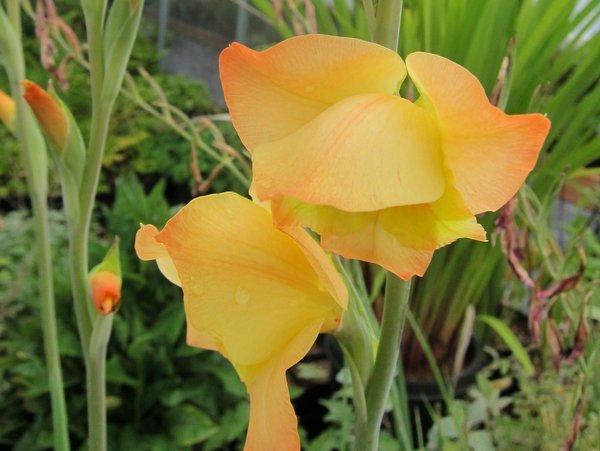 Gladiolus dalenii 'Boone'