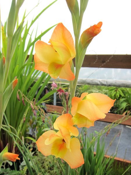 Gladiolus dalenii 'Boone'
