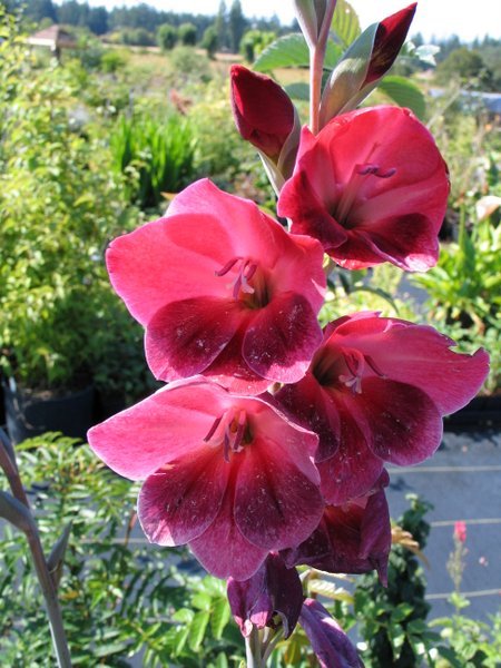Gladiolus 'Ruby'