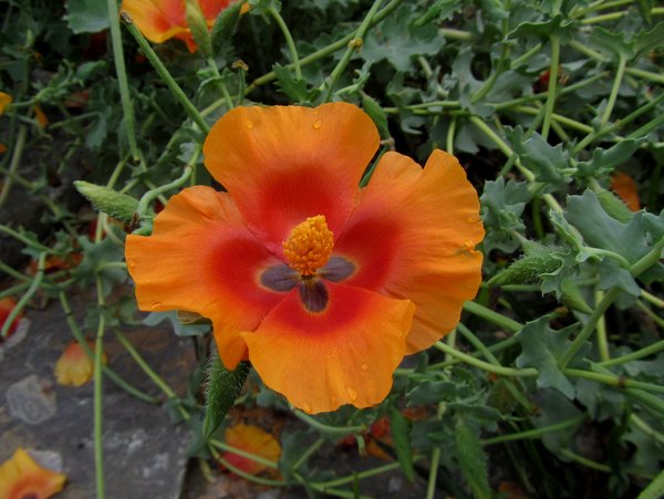 Glaucium grandiflorum x flavum hybrids