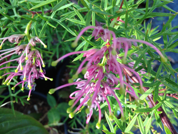 Grevillea rivularis – Far Reaches Farm