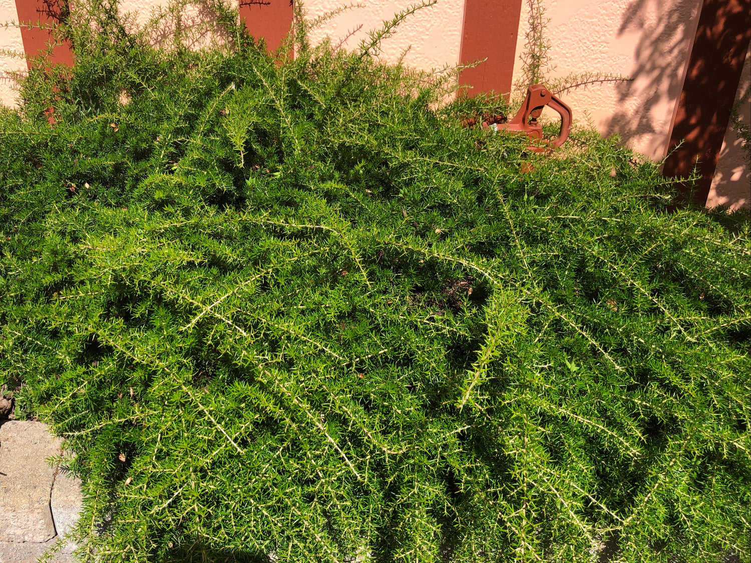Grevillea juniperina 'Molonglo'
